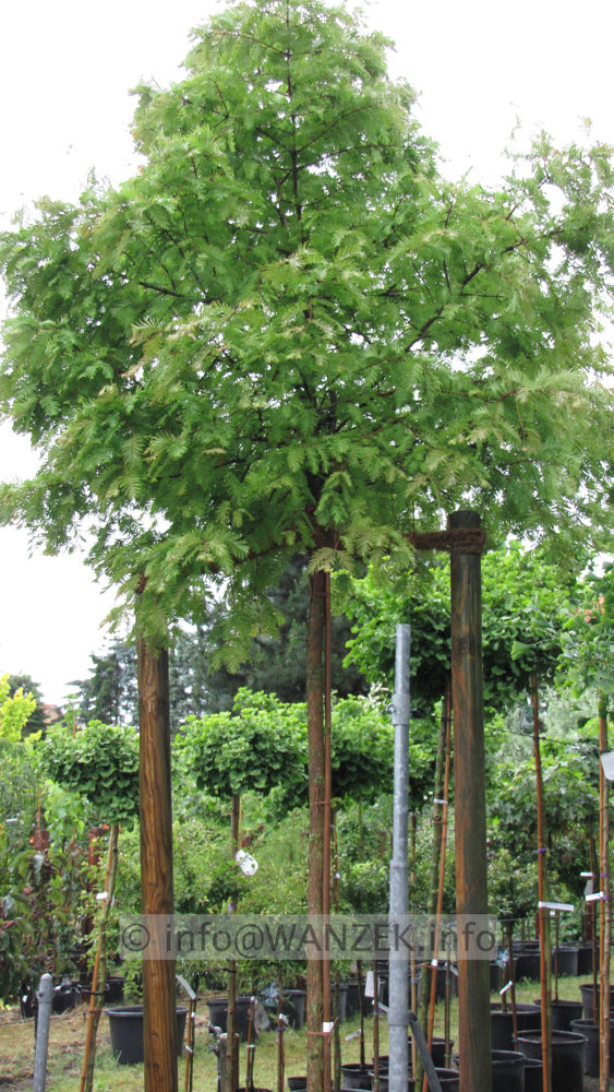 Metasequoia glyptostroboides Matthei 3.JPG